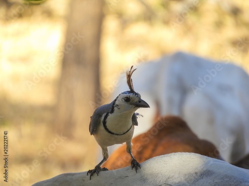 Magpie Jay and Cows photo