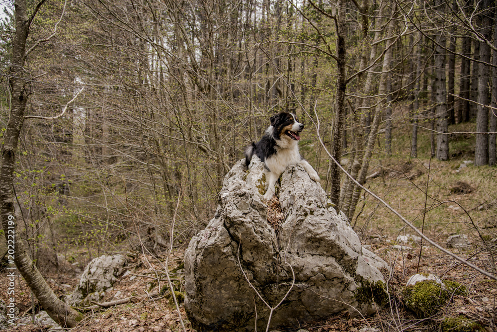 black--white-redhead dog lies on a large stone in the forest in spring
