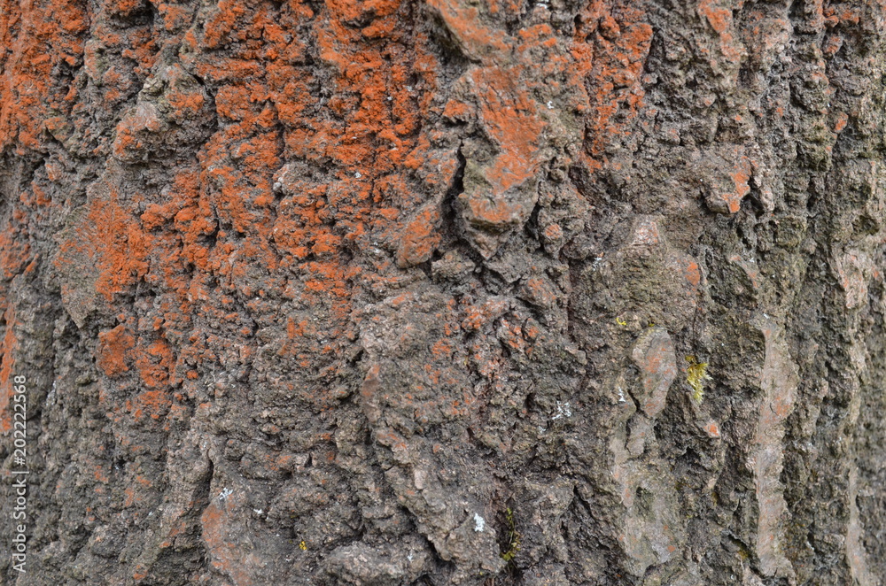 A bark background with a red coating A bark background with a red coating