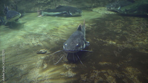  Beluga sturgeon floats in the water. Sturgeon beluga swims in the aquarium. Sturgeon beluga in its entire length. photo