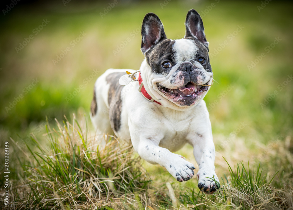 The smiling French Bulldog