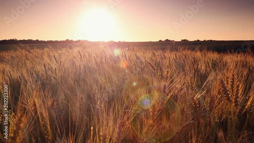 Summer field of yellow wheat in sunset. Location rural place of Ukraine, Europe.