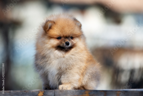 red pomeranian spitz puppy portrait outdoors
