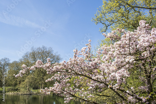European Garden Heritage Network - Dortmund Citys Romberg Park lake in North Rhine Westphalia sunny spring time 