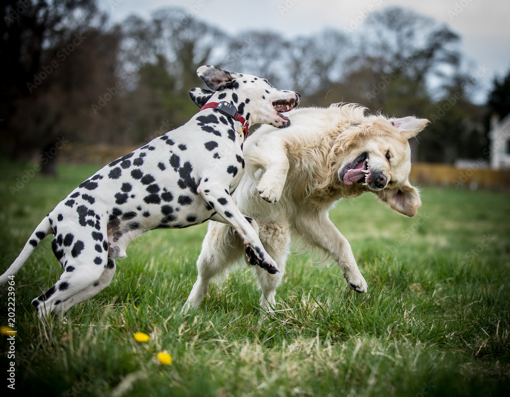 Retriever and Dalmatian playing Retriever and Dalmatian playing
