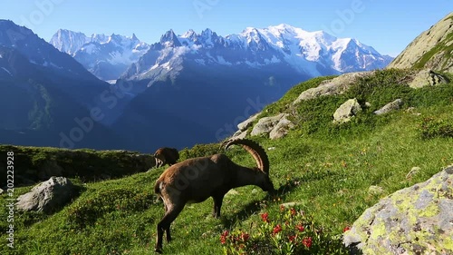 Alpine goat grazing high in the mountains. Location Mont Blanc glacier, Chamonix, France, Europe.