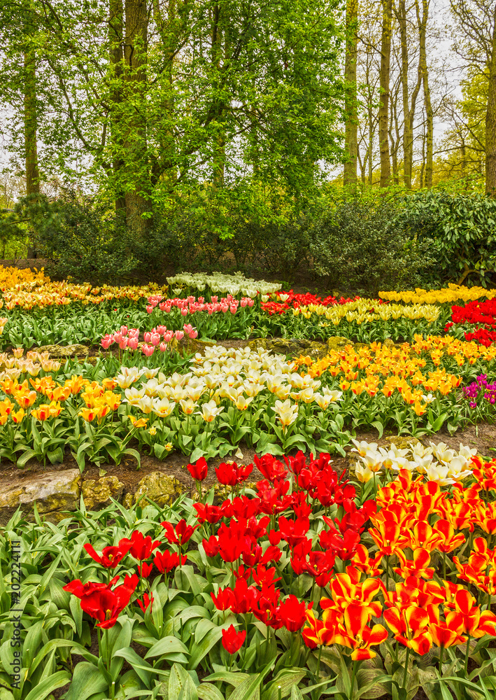 Tulip flowers in the park Keukenhof flower garden, Holland