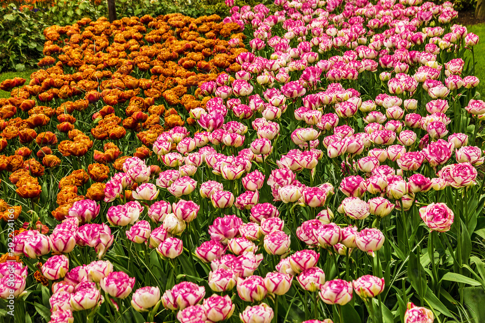 Tulip flowers field in Keukenhof garden, Netherlands, Holland