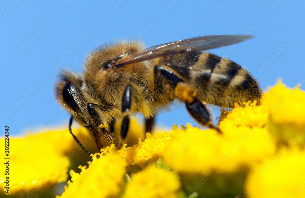 bee or honeybee in Latin Apis Mellifera bee or honeybee in Latin Apis Mellifera