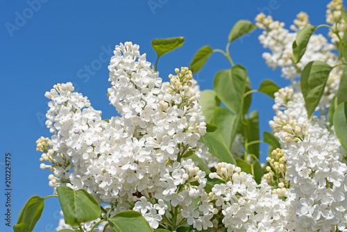 Tableau sur toile Weißer Flieder, Syringa