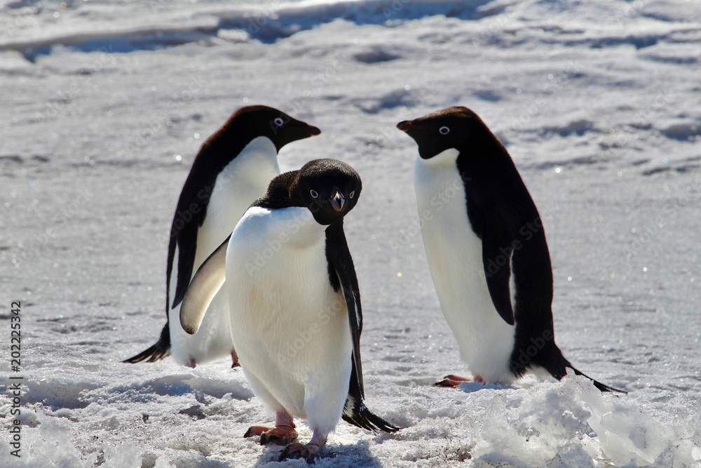 Fototapeta premium Adelie Penguin in Mcmurdo, Antarctica