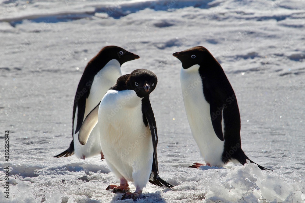 Adelie Penguin in Mcmurdo, Antarctica