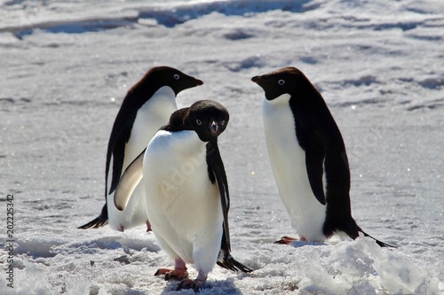 Adelie Penguin in Mcmurdo  Antarctica