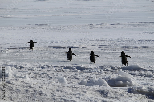 Adelie Penguin in Mcmurdo, Antarctica