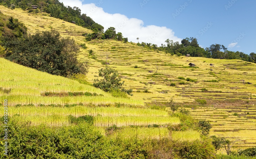 Fototapeta premium terraced rice or paddy fields in Nepal Himalayas