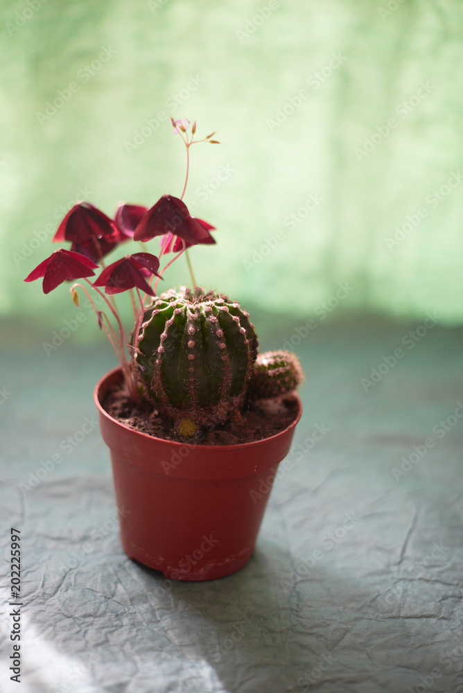 Cacti in pots on a green background Cacti in pots on a green background