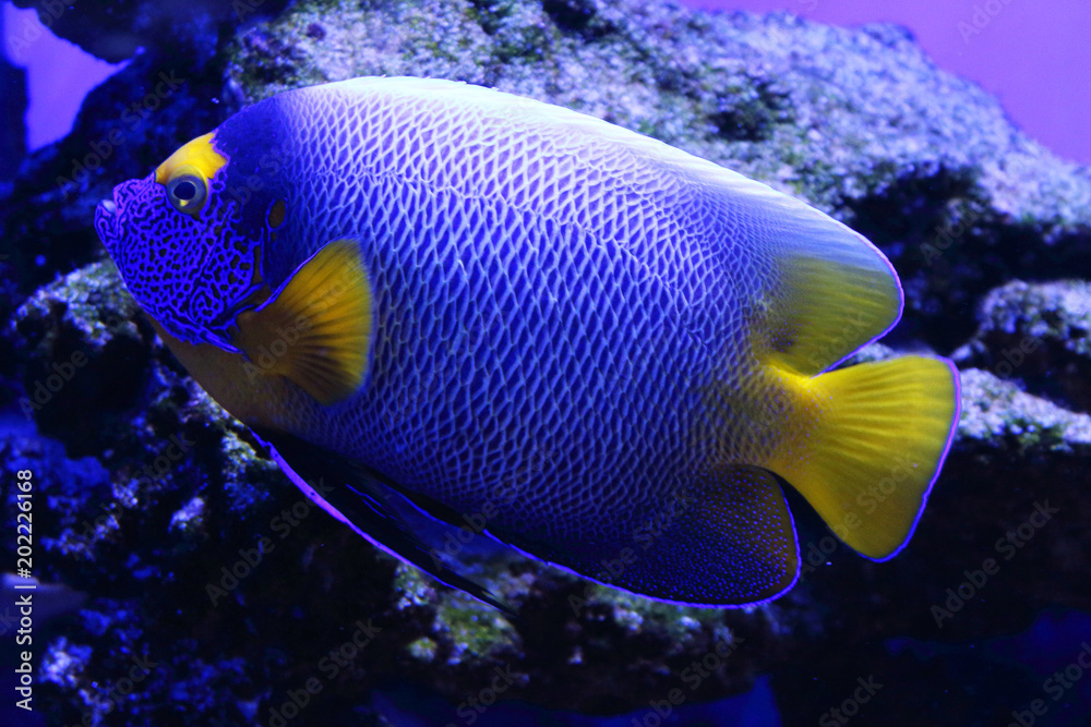 Big exotic fish outlet