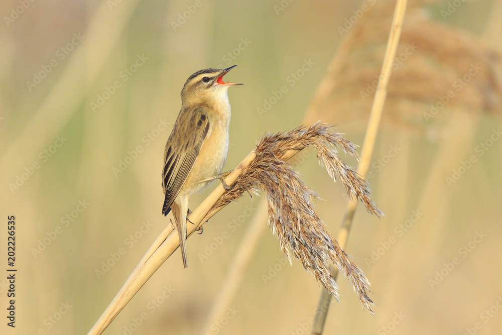 Obraz premium Sedge Warbler, Acrocephalus schoenobaenus, bird singing perched in reeds