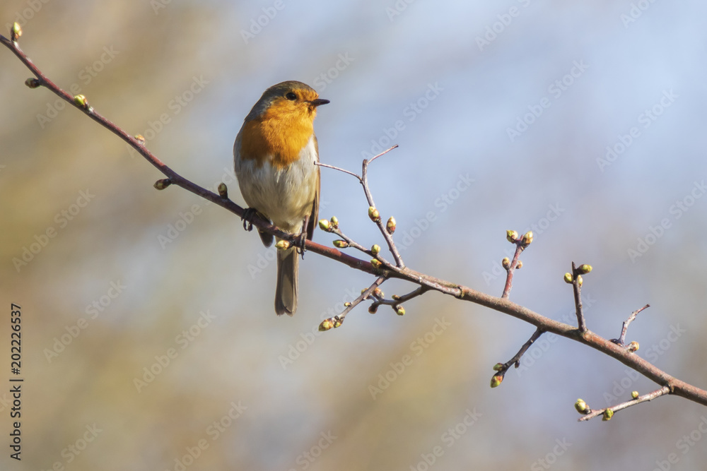 Robin redbreast (Erithacus rubecula) bird singing Robin redbreast (Erithacus rubecula) bird singing
