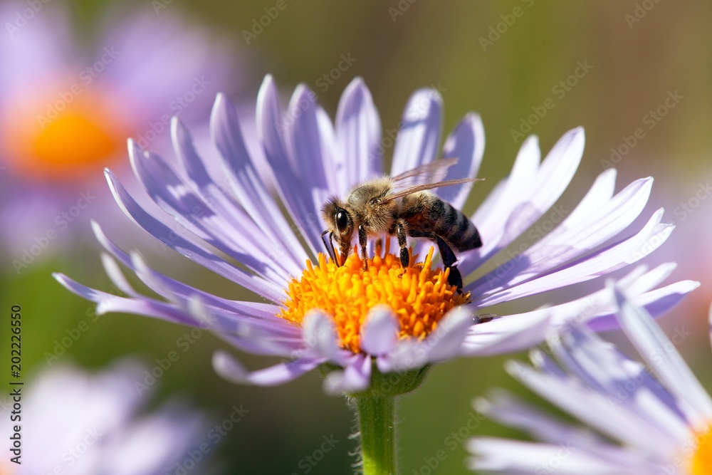 bee or honeybee in Latin Apis Mellifera on flower bee or honeybee in Latin Apis Mellifera on flower