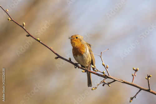 Robin redbreast (Erithacus rubecula) bird singing