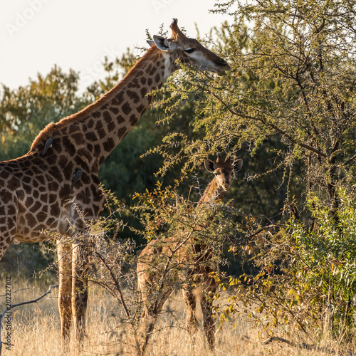Giraffe Family