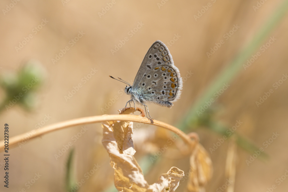 Common Blue butterfly, Polyommatus icarus Common Blue butterfly, Polyommatus icarus