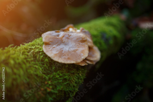 Forest. Mushrooms in the forest. Toadstools. Dangerous mushrooms photo