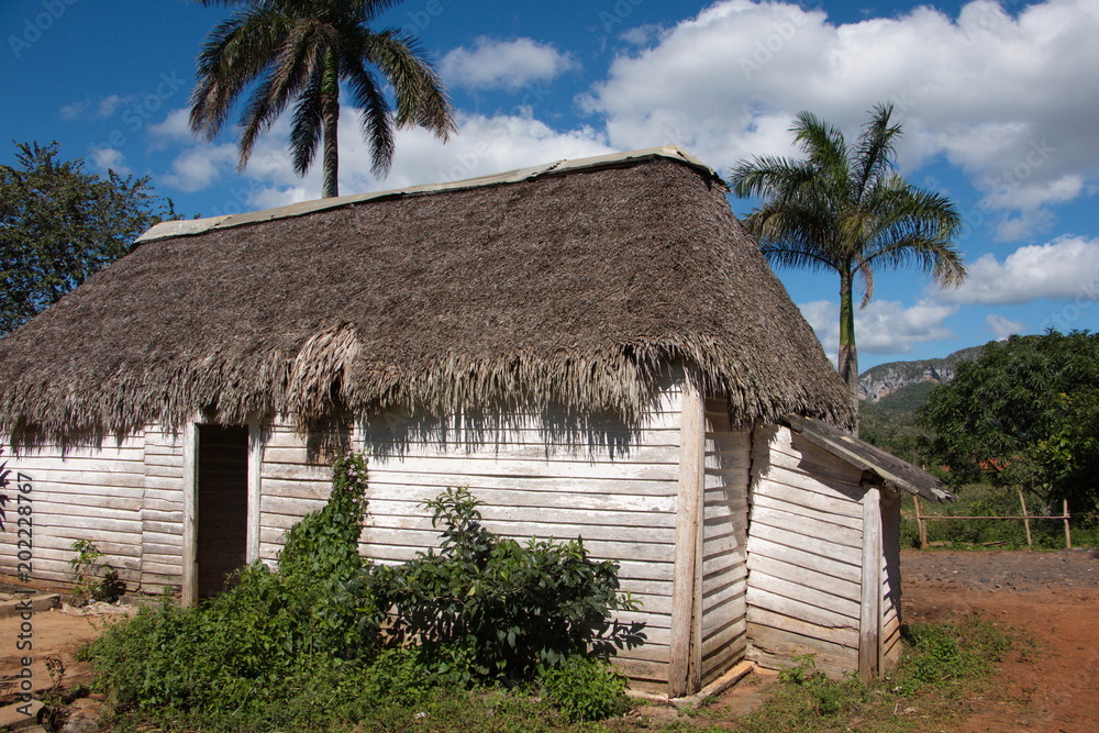 Agriculture in Vinales Valley National Park in Cuba
Agriculture in Vinales Valley National Park in Cuba