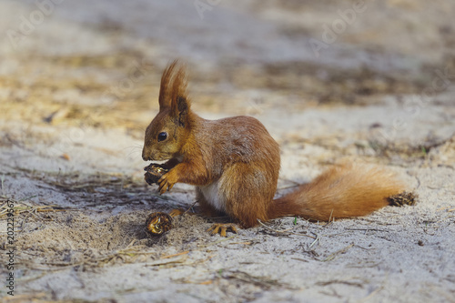 Squirrel gnaws, eats a nut in the forest