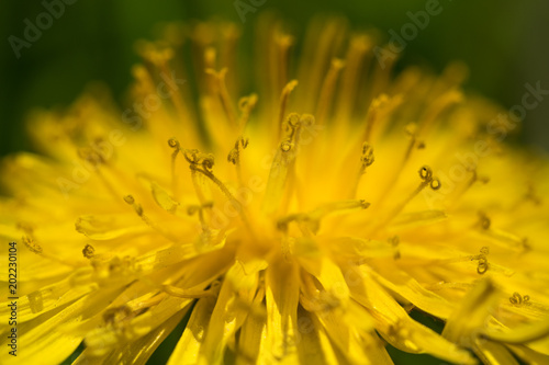 Fototapeta Naklejka Na Ścianę i Meble -  Bright yellow dandelion. Summer closeup of flowers