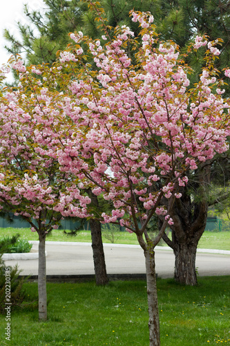 Blossoming peach tree branches.