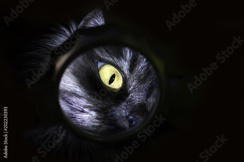 cat with yellow eyes on black background, magnifying glass