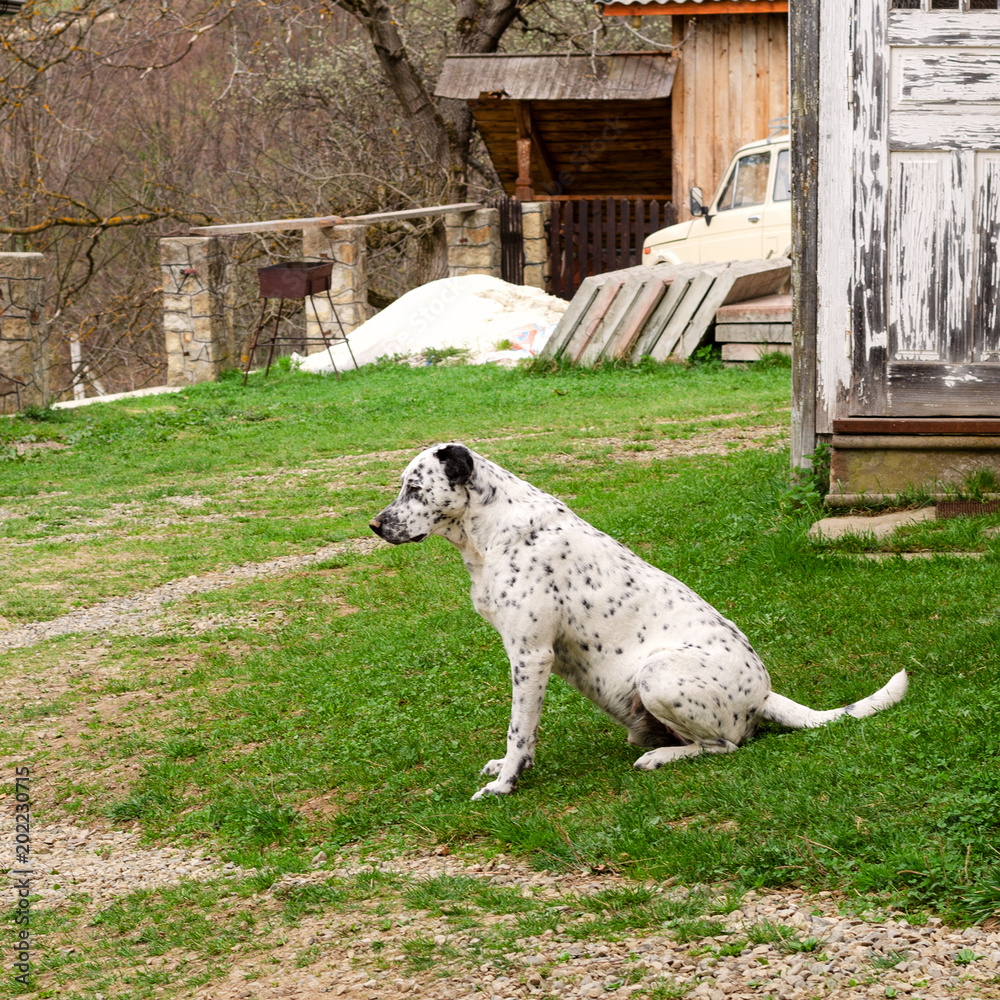 Dalmatian dog is sitting and resting down on the grass. Dalmatian dog is sitting and resting down on the grass.
