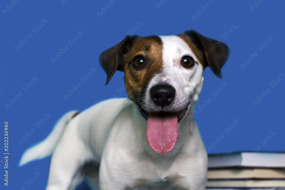 Jack Russell on a blue background and books