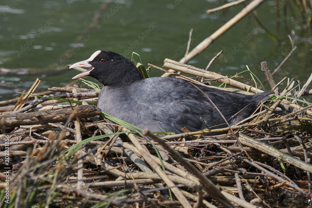 Fototapeta premium coot hatching in its nest