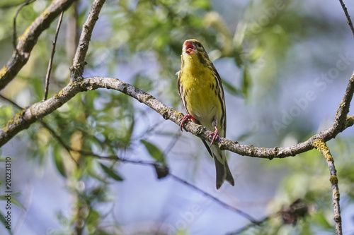 greenfinch chloris bird on tree