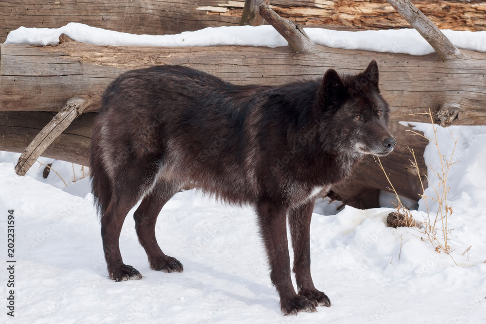 Fototapeta premium Wild black canadian wolf is looking for his new victim in the winter forest.