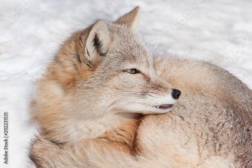Young corsac fox is lying on the snow. Animals in wildlife. © tikhomirovsergey