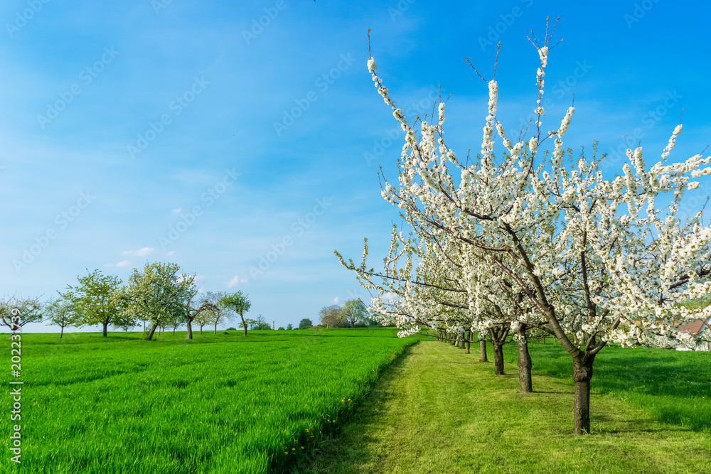 Naklejka premium Flowering plum trees, prunus domestica, in line in the countryside on a beautiful and sunny day of early spring, copy space.