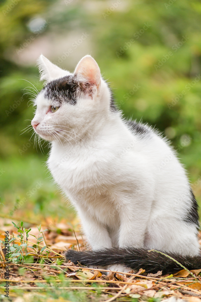 Portrait of a black and white cat in its natural environment Portrait of a black and white cat in its natural environment