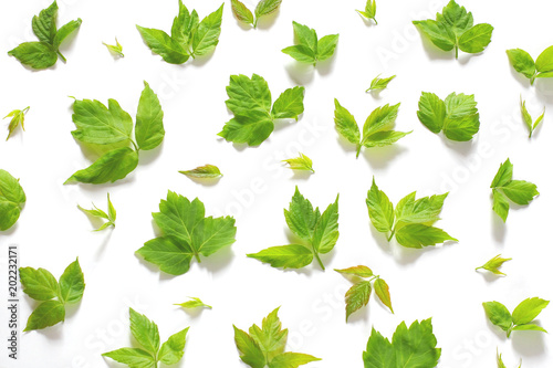 pattern of fresh green leaves of maple. flat lay, top view