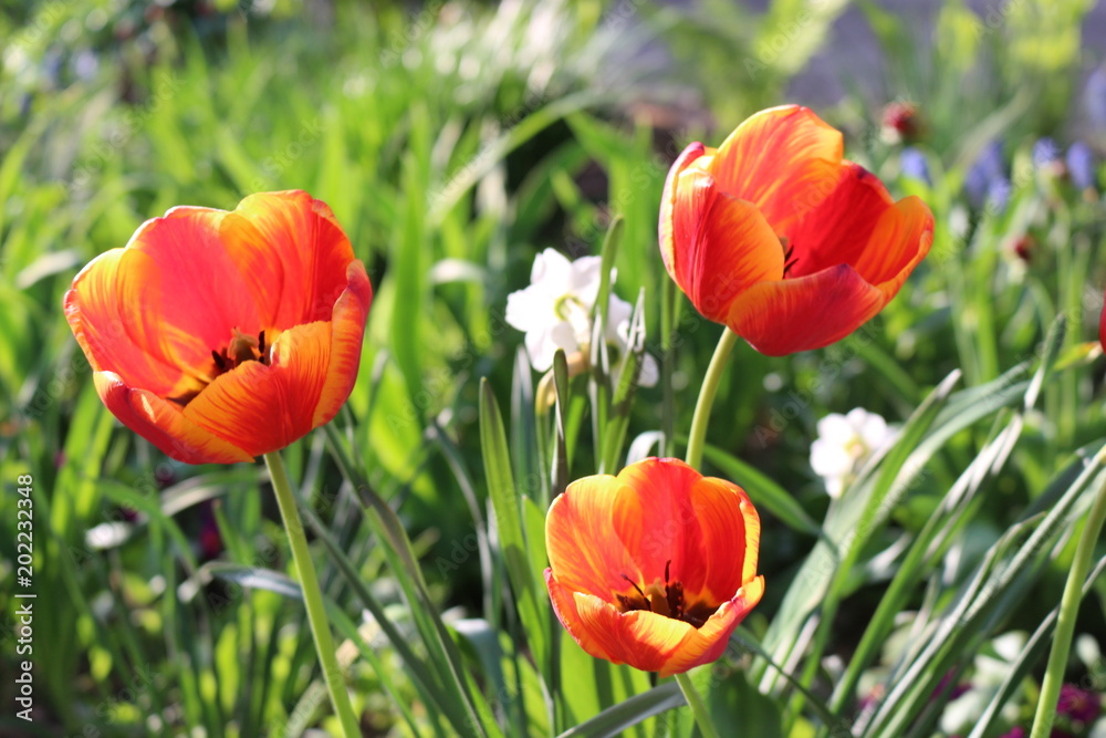 Obraz premium Colorful multi-colored tulips
