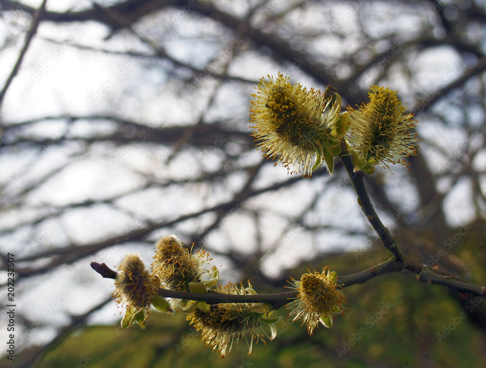 catkins or male flowers of a pussy willow in april in spring woodland with budding leaves catkins or male flowers of a pussy willow in april in spring woodland with budding leaves