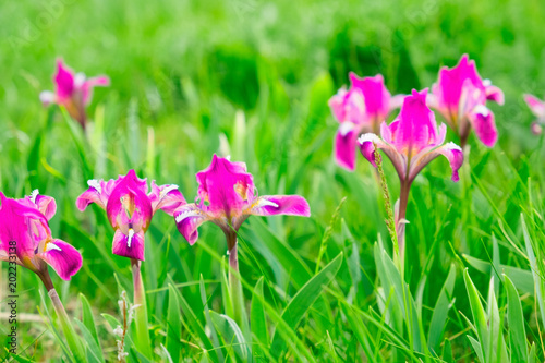  wild flowers irises on a bright green meadow in spring light mood