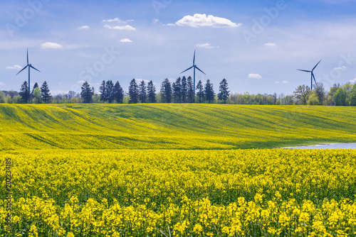 West Pomerania region landscape with yellow rapeseed fields, Poland photo