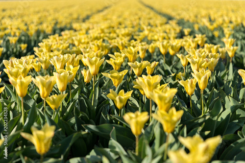 Fototapeta Naklejka Na Ścianę i Meble -  tulip field in the Netherlands