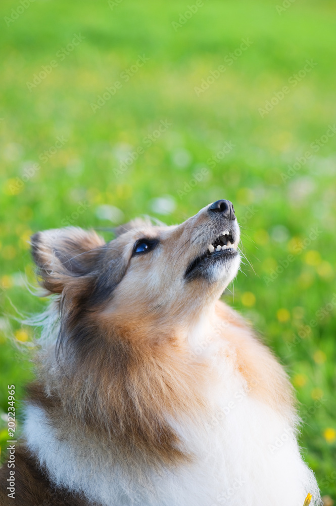 Shetland sheepdog, sheltie portrait in a meadow