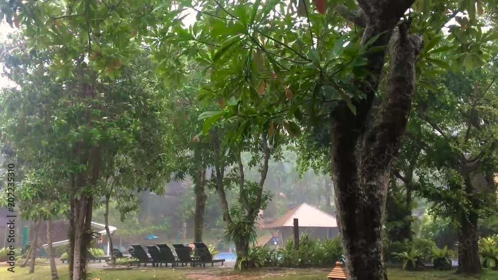 Strong shower rain and wind in hotel garden during monsoon season Strong shower rain and wind in hotel garden during monsoon season