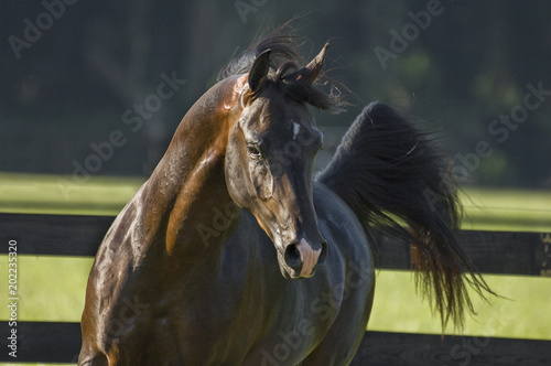 Arabian Horse stallion head running photo